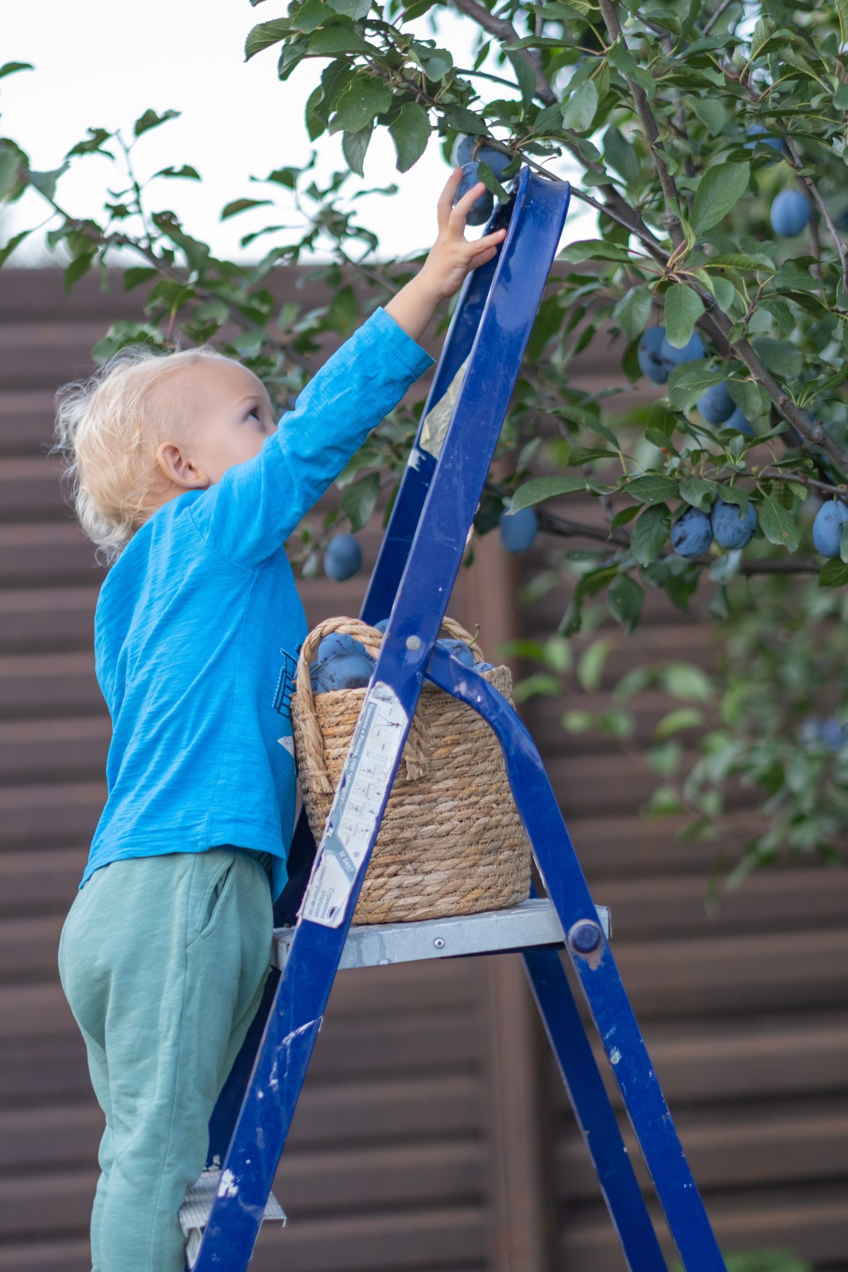 Early Learning Center Child standing on the top of a ladder - reaching up to a fruit tree