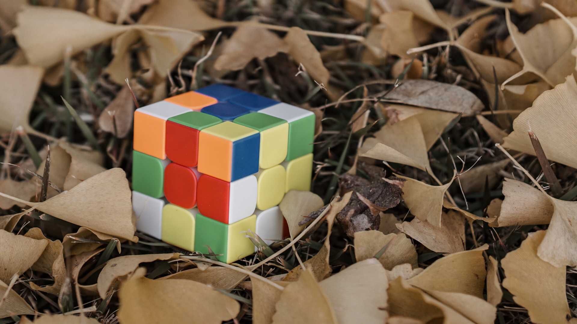 rubics cube in leaves on ground